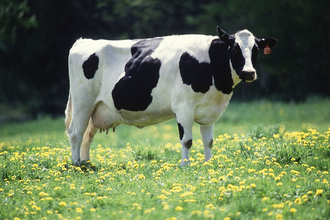 A black and white Friesian dairy cow standing in a paddock of yellow dandelions